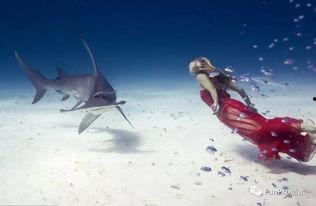 众里寻鲨：拍摄大作战,一场惊心动魄的海洋拍摄大作战